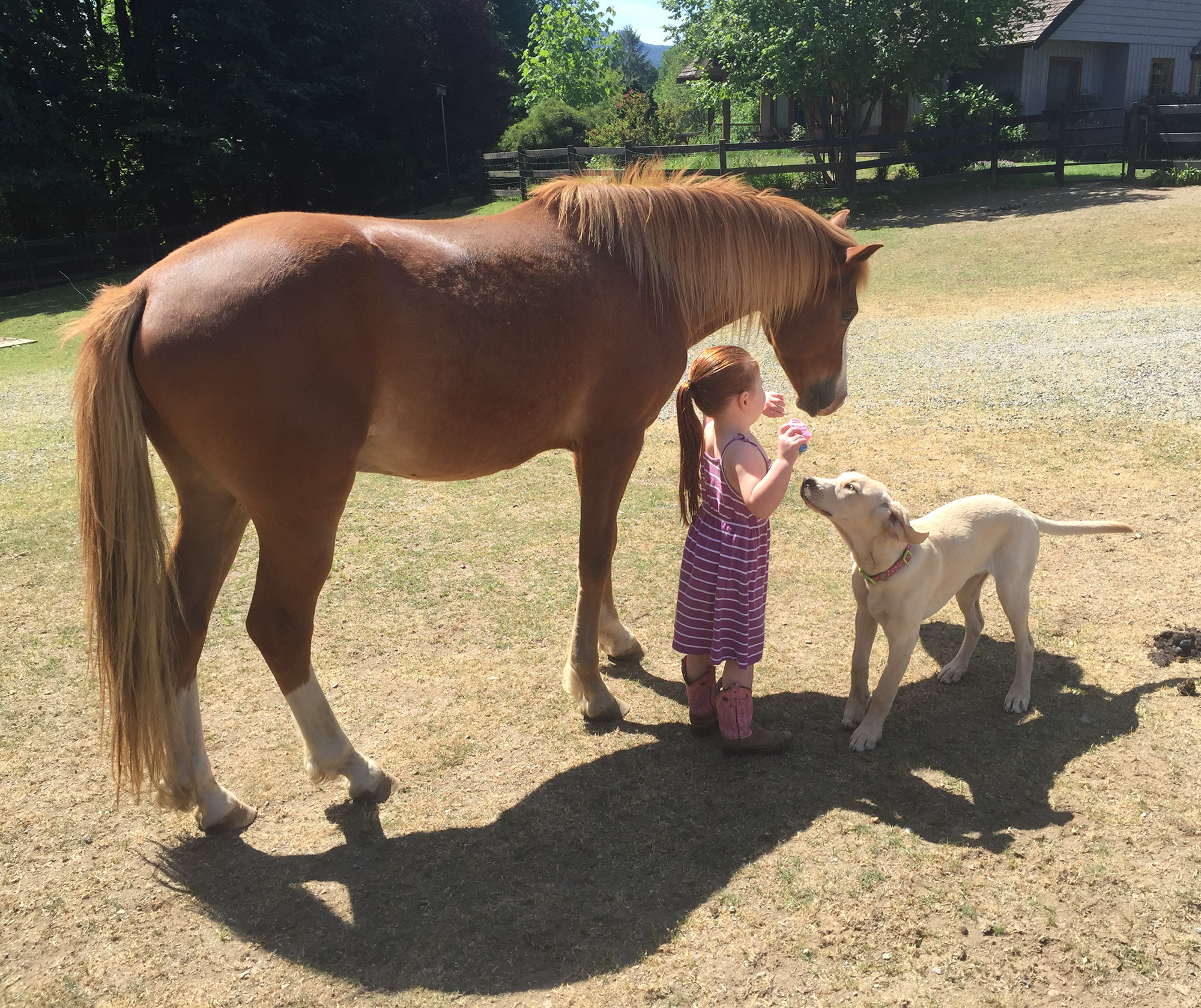 country weddings vancouver island