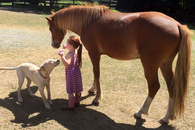 farm weddings cowichan